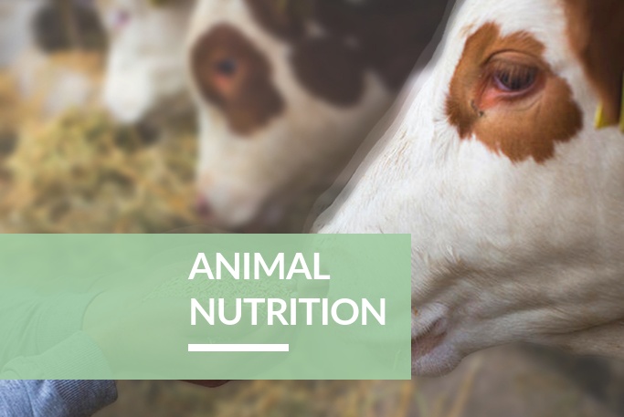 products-animal-nutrition